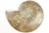 5.2" Cut & Polished Ammonite Fossil (Half) - Madagascar - #200032-1
